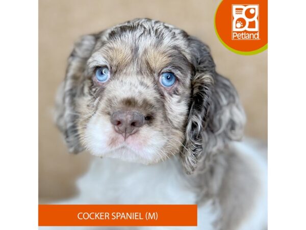 [#15877] Chocolate Roan Male Cocker Spaniel Puppies for Sale