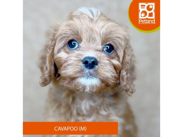 [#15876] Dark Red Male Cavapoo Puppies for Sale