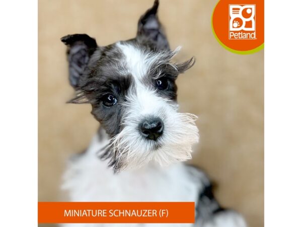 [#15874] Black / White Female Miniature Schnauzer Puppies for Sale