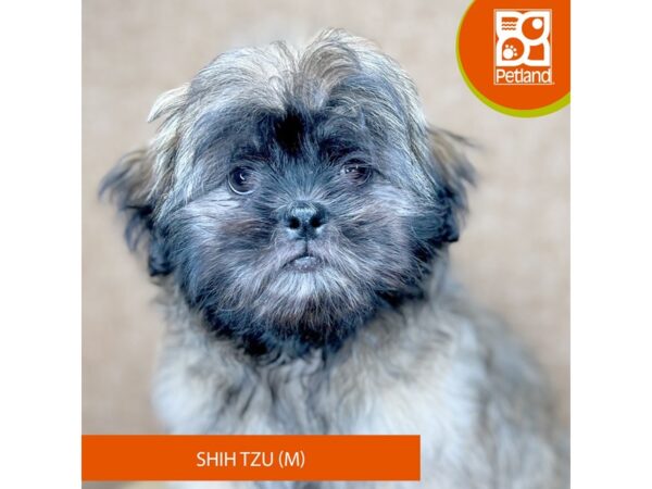 [#4304] Gold Male Shih Tzu Puppies for Sale