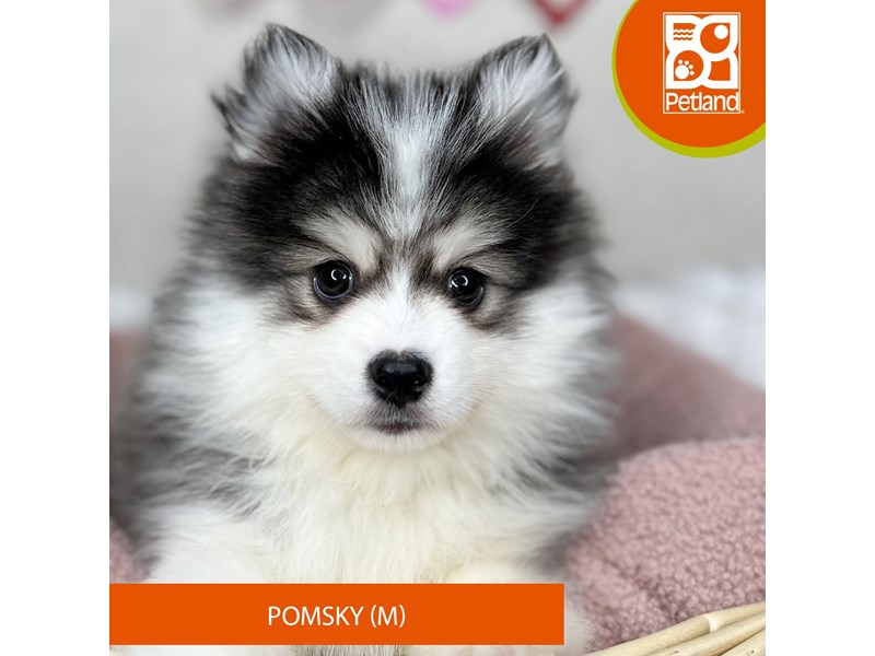 Male pomsky best sale puppies for sale