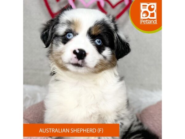 Blue merle miniature australian shepherd puppies for sale sale