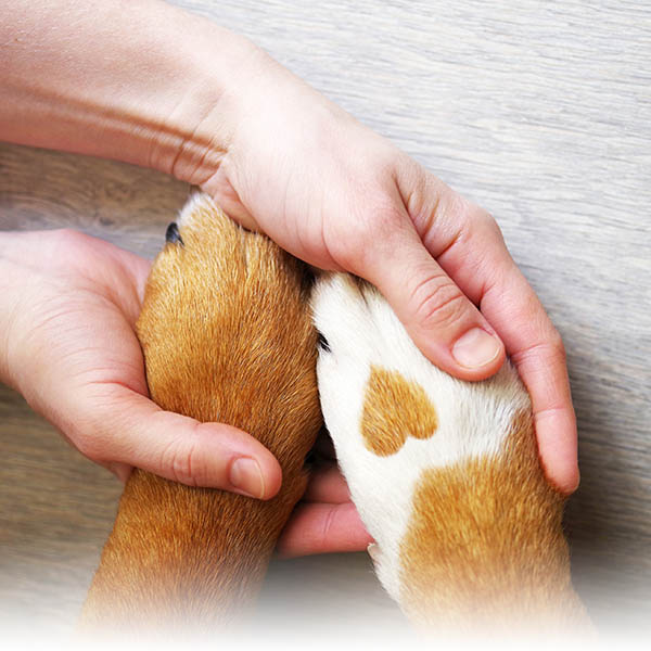 Petland Gives Back