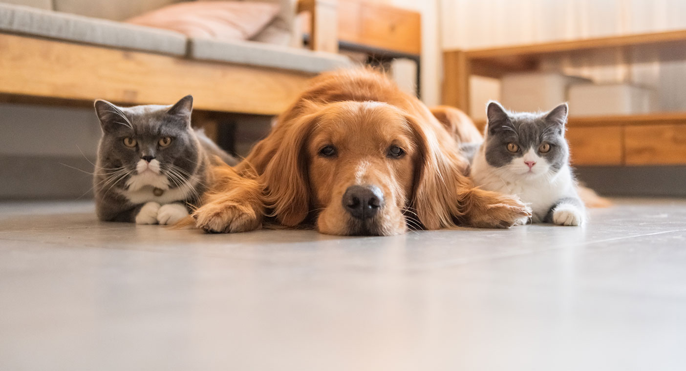 Available Pets For Sale banner